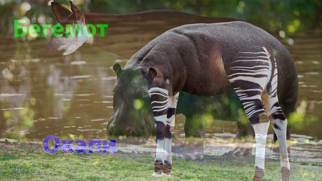 Как говорят животные. Развивающее видео для детей. Животные Африки. Голоса животных смотреть онлайн