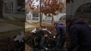 Посадка крупномера-Дуба красного. 16 октября 2021г.