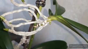 Орхидея Феррара и её Супер-детка????/ Детка хочет поделиться??? (23.05.20.)