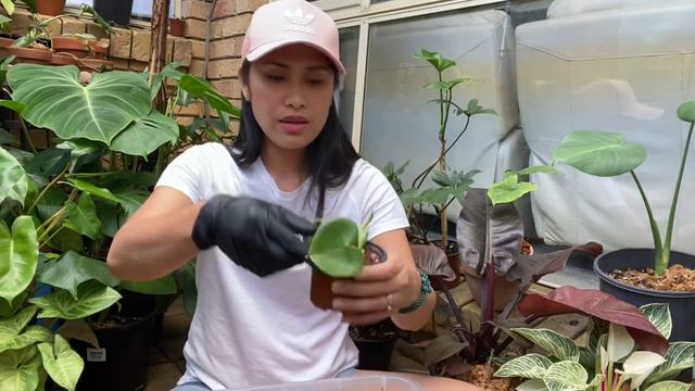 Me time is planting time! Plant propagation💚  #crazyplantlady  #plantita #houseplants