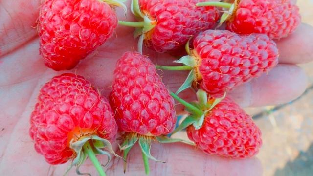 Малина сорт Каскад Делайт - Cascade Delight смотреть онлайн