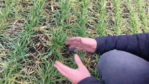 Последействие гербицида или нехватка питания?