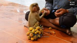 Orphan Monkey Savana Looks Like A Monkey And Acts Like A Monkey But Think Like A Human She’s So Cut