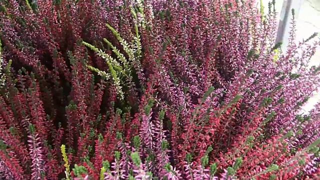 Calluna vulgaris смотреть онлайн