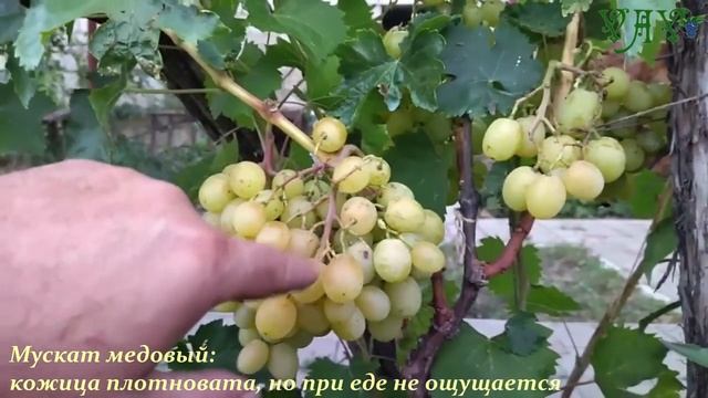 Мускат медовый. смотреть онлайн