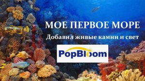 Первые жители в морском аквариуме.