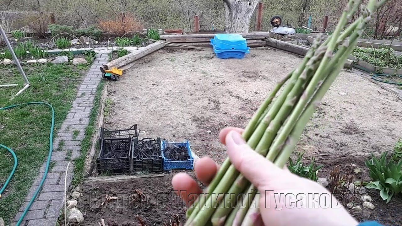 Спаржа - Зеленые ВИТАМИНЫ с Грядки нашего огорода.  Первая ЗЕЛЕНЬ открытого грунта – СПАРЖА