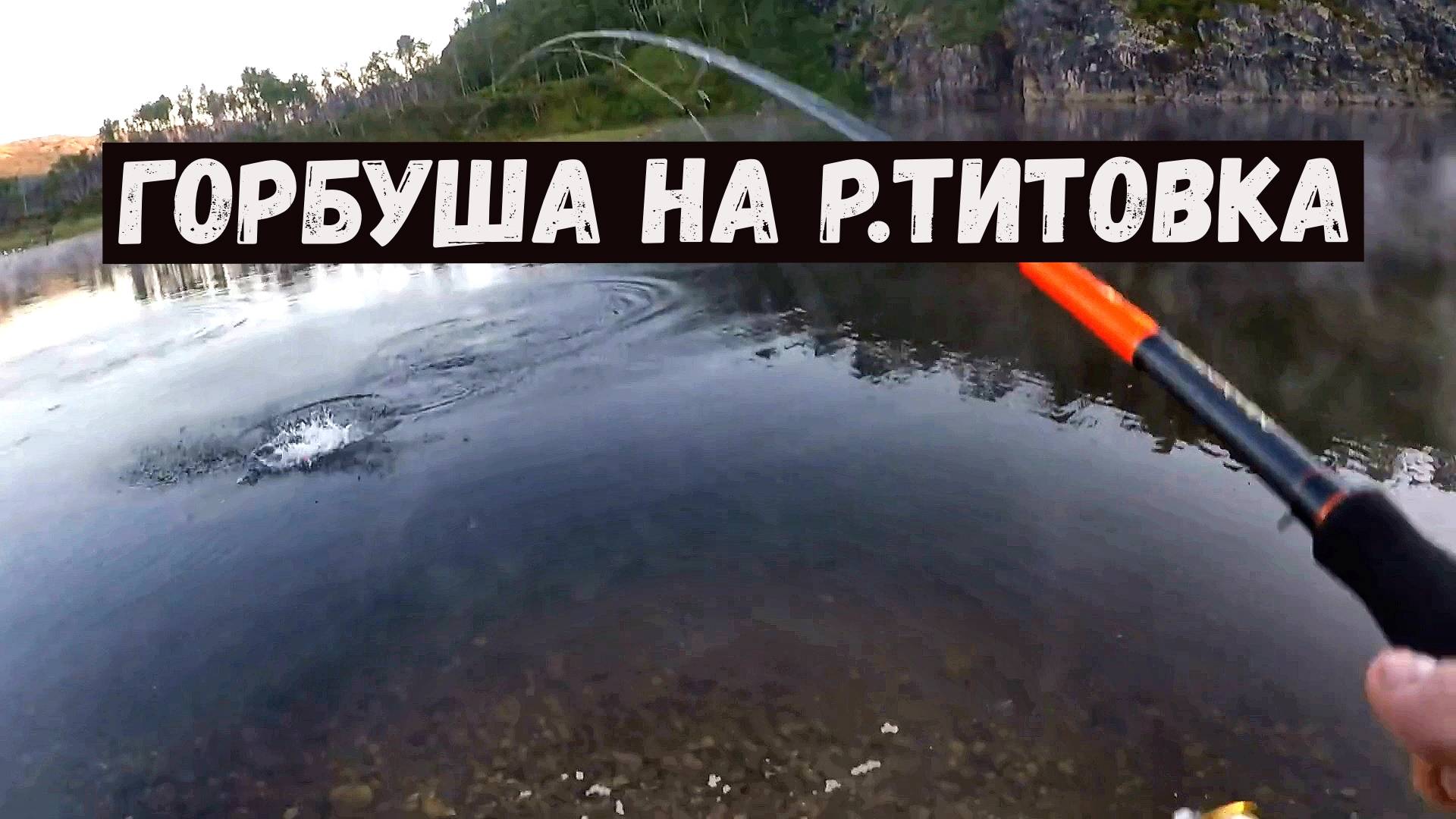 ГОРБУША на реке ТИТОВКА. 2023