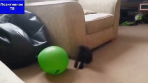 Коты лопают шары cats crash balloons, коты и воздушные шары, смешная подборка с котами