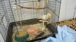 Почему попугай хохлится, основные причины