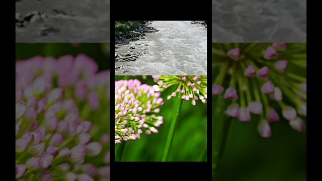 Звуки природы и пение птиц в лесу на рассвете ранним утром