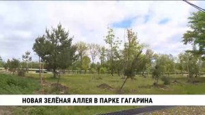 Новая зелёная аллея в парке Гагарина Хабаровска