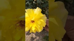 Роза ФРЕЗИЯ.