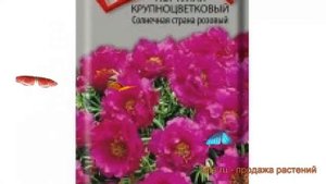 Портулак крупноцветковый Солнечная страна розовый ? обзор: как сажать, семена портулака