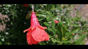 Мужские и женские цветки ГРАНАТА