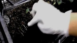 Цикламен пикировка, часть 1.