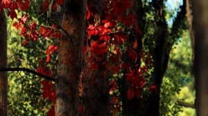 Дмитрий Свергун. Осень.