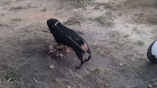 Смешная такса/ Это наша Дина? смотреть онлайн