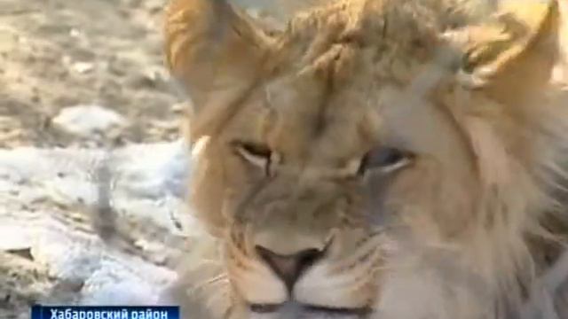 Весна в зоосаде смотреть онлайн