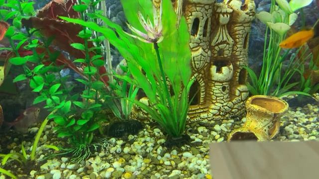 История России 8 кл/И.Л.Андреев/Тема 9: Россия после Петра I/05.02.23 16:15 смотреть онлайн