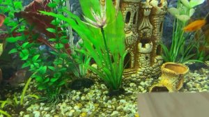 История России 8 кл/И.Л.Андреев/Тема 9: Россия после Петра I/05.02.23 16:15