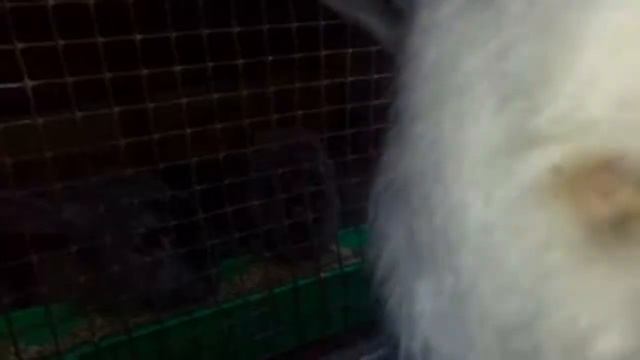 Когда проверять маточник у крольчих, после окрола, наши комнатные крольчата смотреть онлайн