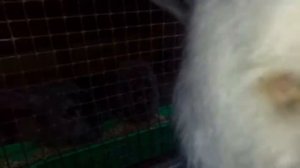 Когда проверять маточник у крольчих, после окрола, наши комнатные крольчата