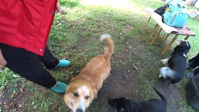 Выбираем щенка восточно европейской овчарки. ВЕО   Питомник овчарок