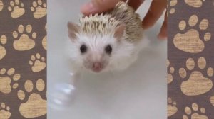 ЕЖик Попик купаем ежика! Смешные животные ОЗВУЧКА!