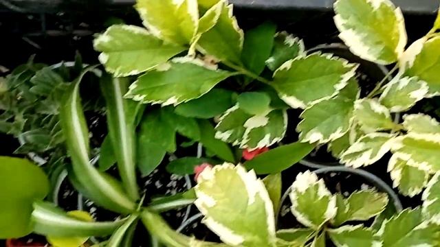 Собираюсь на выставку. У нас открытие сезона! смотреть онлайн