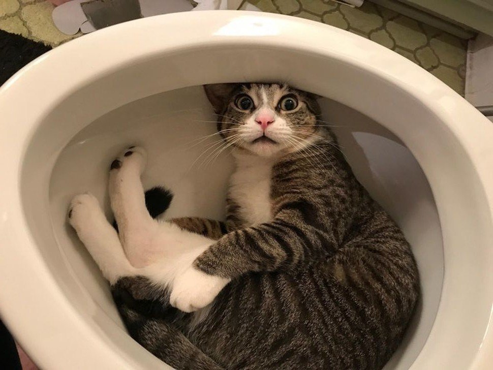 Приколы с котами до слез картинки