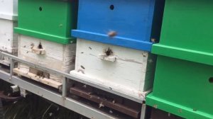 Кочевая пасека 2019 год. Эспарцет