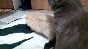 Щенок Шпица и кошка