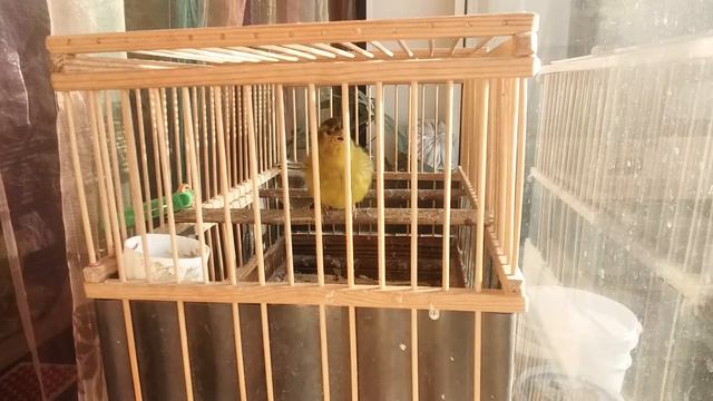 Гибрид чиж+ канарейка смотреть онлайн