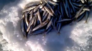 Зимняя рыбалка в Тавричанке. Навага, корюшка.