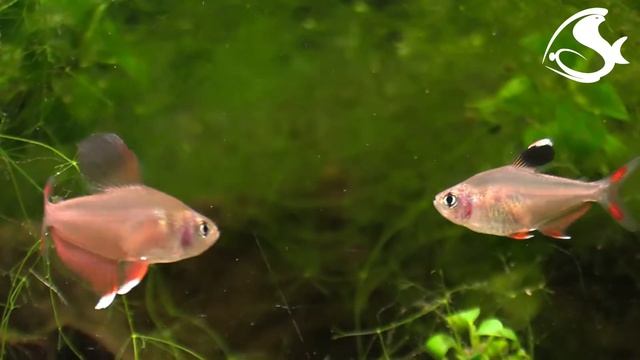 Rosy tetra - Hyphessobrycon rosaceus смотреть онлайн