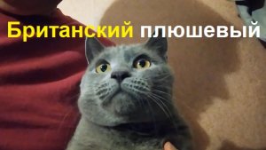 1315 С голубым котом британской породы плюшевый котик Кот британец голубой кошка британская голубая