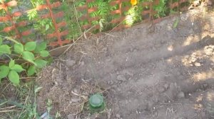 горох как сидерат.25.08.18г.