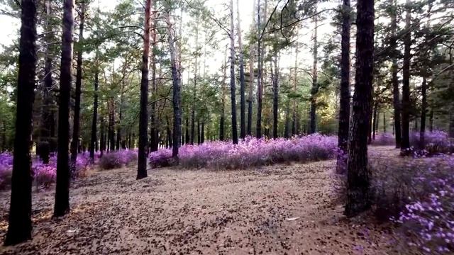 Забайкальский багульник рододендрон даурский занесён в «Красную книгу»