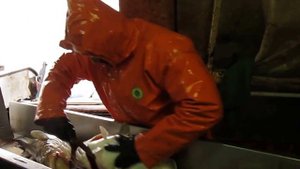 ярусный лов трески в тихом океане