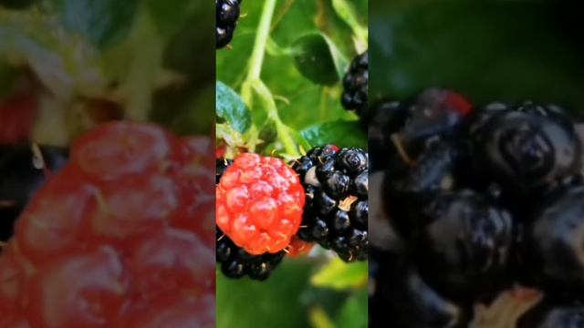 Дача в Германии!! ЯРКИЕ КРАСКИ ОСЕНИ 2021! смотреть онлайн