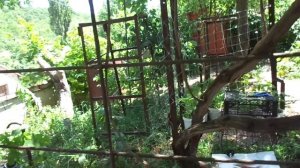 Прививка винограда дрелью за 3 минуты. О беседке.