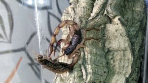 Centruroides bicolor содержание и уход | двухцветный скорпион