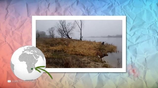 Самые Бесстрашные и Опасные Собаки в Мире! Эти Псы Запрещены Во Всех Странах Мира