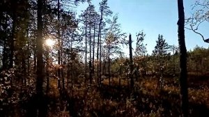 сбор ореха на каракате