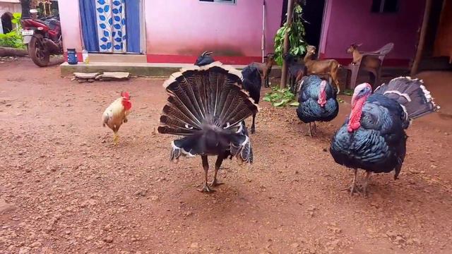 Aseel rooster fight 2023 !! গ্রামের মোরগ লড়াই !! gramer morog lorai#blog #gram