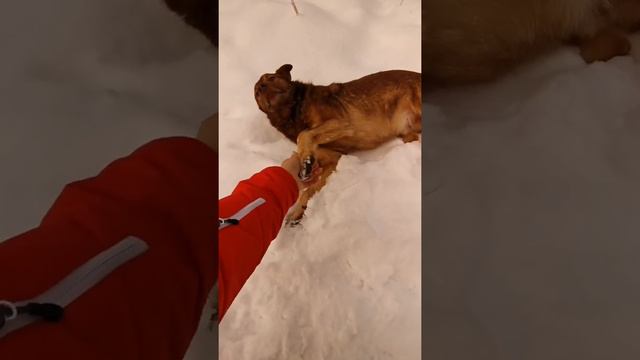 Бездомные собаки в Воронеже смотреть онлайн