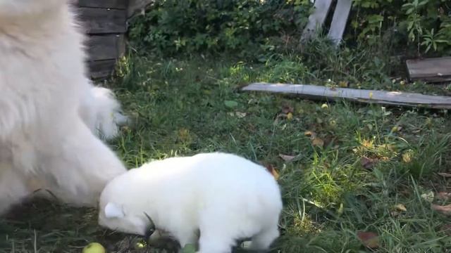 Щенки самоеда, щенки Японского шпица samoyed puppies japanese spitz puppies