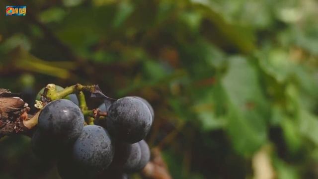 Весенняя подкормка жимолости для повышения урожая.