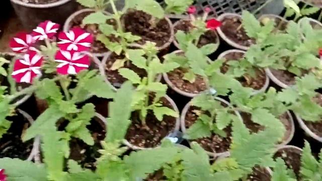 Черенкование гвоздики. Не много растений в теплице смотреть онлайн